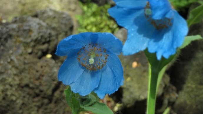 いつも咲いてるヒマラヤの青いケシ～咲くやこの花館（4）