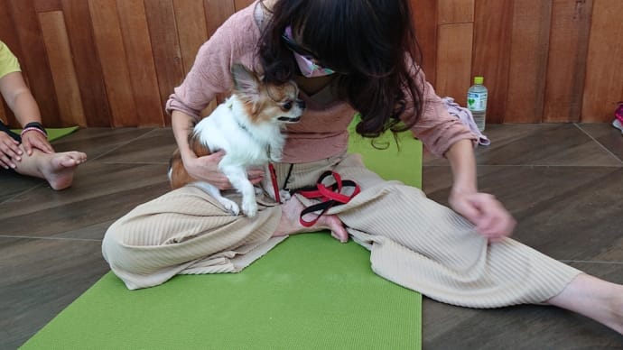ドッグヨガしました〜