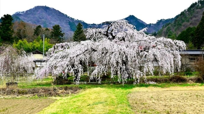 大圓寺の枝垂れ桜