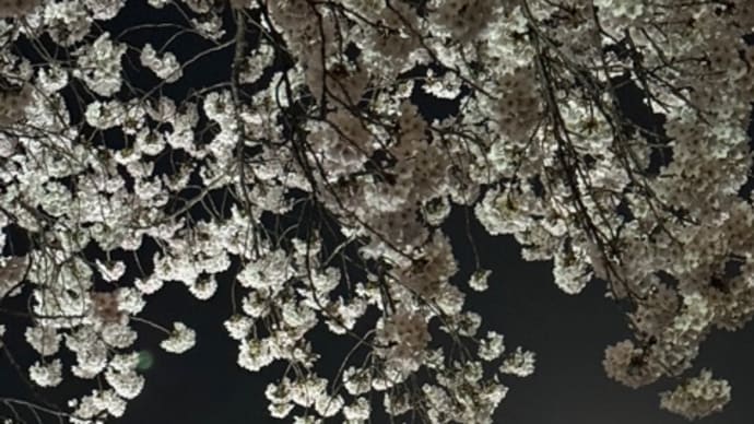 お花見リベンジ