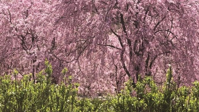 銀ステ桜ロード 高見の郷千本しだれ桜