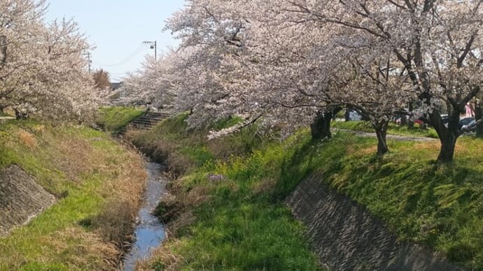 桜 貼っておく