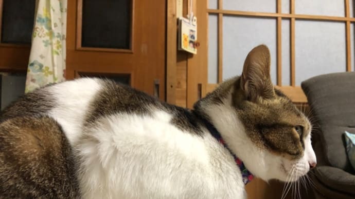 横目