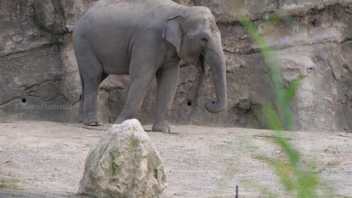 のんほいパーク ゾウ 広々エリアに