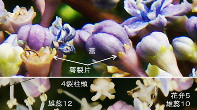 樹木の四季500 アジサイ(１)額紫陽花・本紫陽花・西洋紫陽花