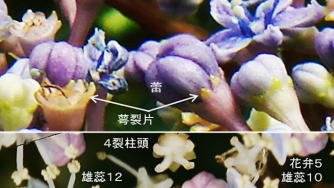 樹木の四季500 アジサイ(1)額紫陽花・本紫陽花・西洋紫陽花