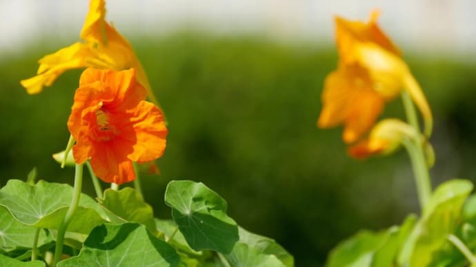 5月の庭・・・プランターに植えたナスタチュウムの花が咲きはじめました