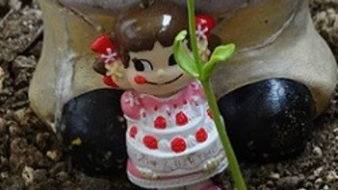 フウセンカズラ(風船蔓)の双葉、黄色い花にタッチ