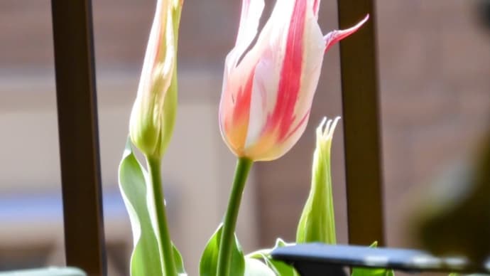今日いち-2025年4月5日