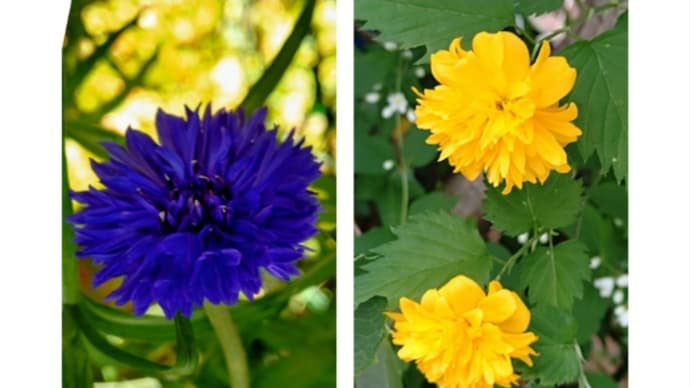思い出の花