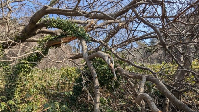 倒木の伐採