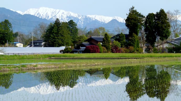 春の安曇野・・・アルプスの残雪が・・・田植えのはじまった早苗田の水鏡に映ってる