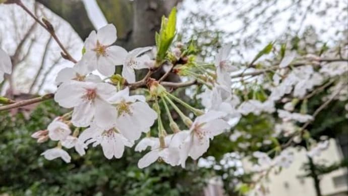 桜