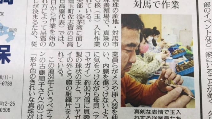 対馬の真珠🤩