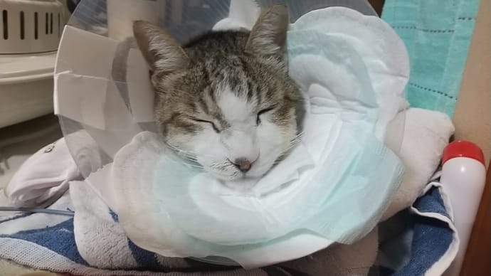 外猫から室内飼い~室内猫、家猫に向けて