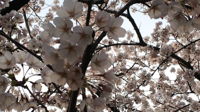 桜はそろそろ