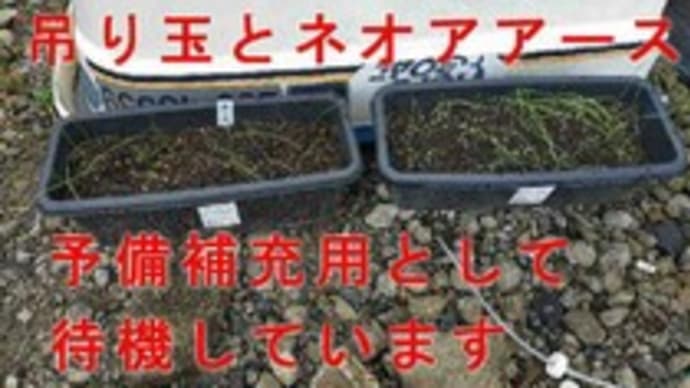 今秋~来春の玉ねぎ栽培