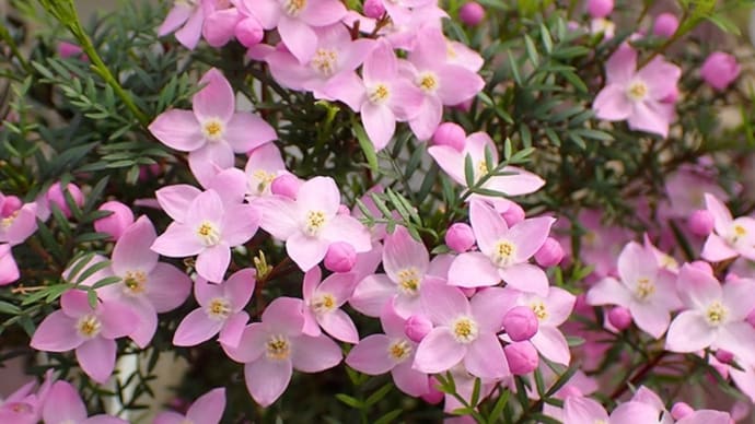 ボロニア・ピナータの花