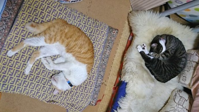 10月2日(土) 猫の麦とごまの日常日記