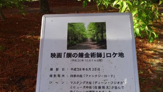 播磨中央公園・ラクウショウ並木