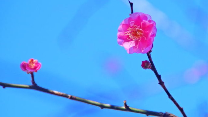 日本平梅園の梅の花