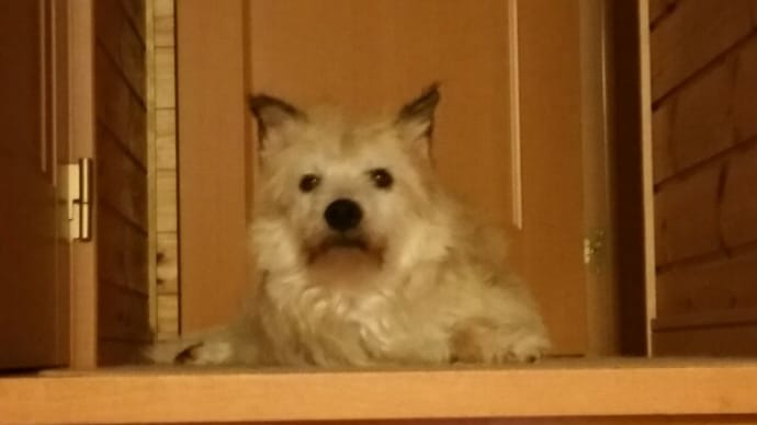 階段の上で待っティアラ