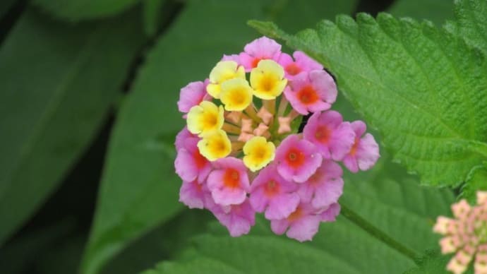 6月の花 6
