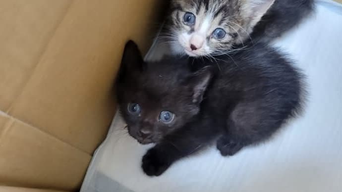子猫を保護しました