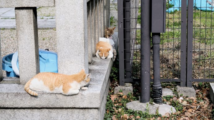 光と影~東寺で生きていた猫たち ニャンコ達の人生