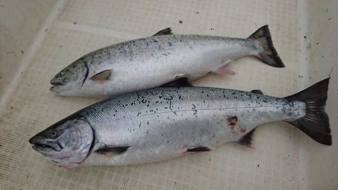 なんとか釣れた