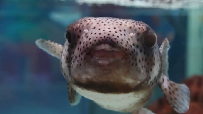 魚の顔面
