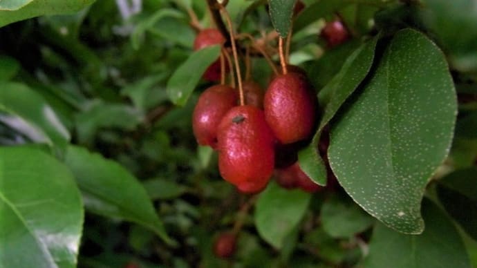 ナツグミ(夏茱萸)ナガバギシギシ(長葉羊蹄)シナダレスズメガヤ(撓垂雀茅)
