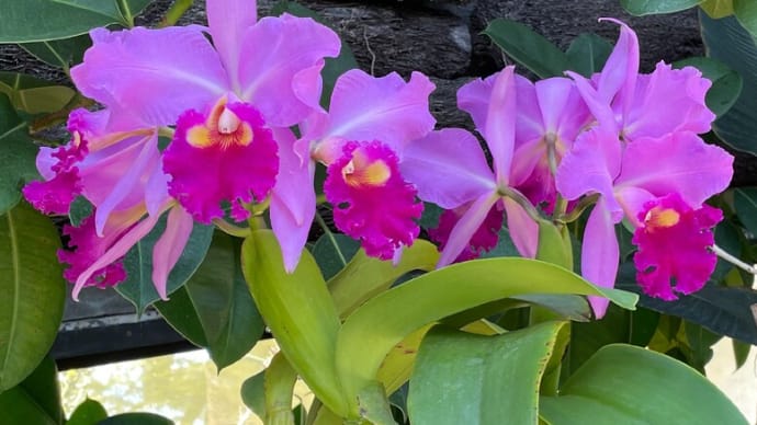 C. Memoria Midori Nakano