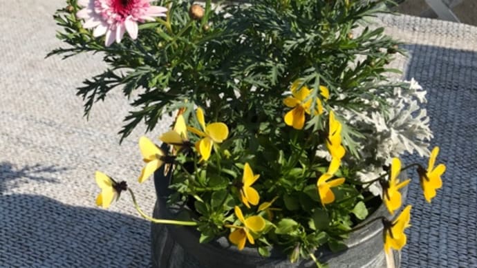 春の花