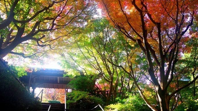 丈山苑(安城)と貞照寺(碧南)の紅葉