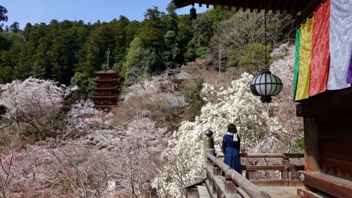 ４月１日 長谷寺「桜」のハレ詣で！
