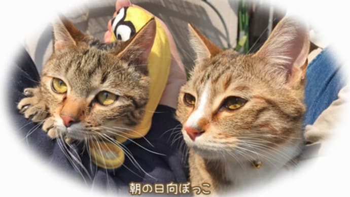 海外旅行に行けなくなって・・・