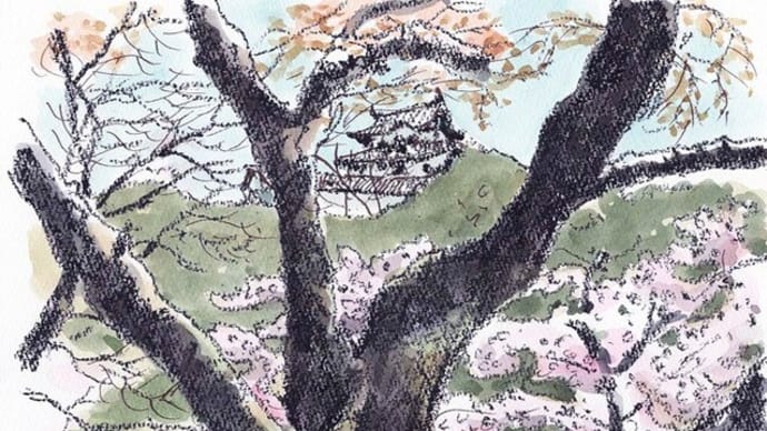 桜待つ そろそろ見ごろ 彦根城