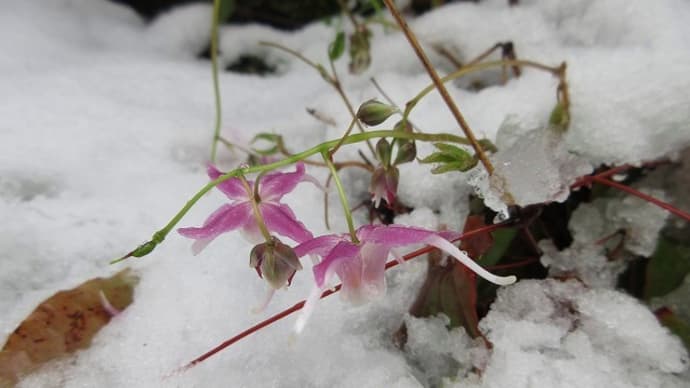 まさかの雪です!