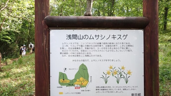 浅間山のキンラン