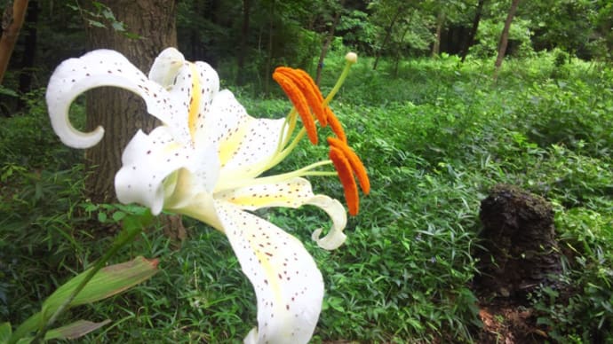泉の森公園のヤマユリ開花情報2020/7/16現在