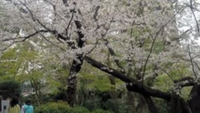 品川・御殿山　桜祭り　2019.3.31