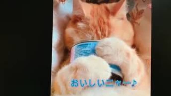 このツナ缶は誰にも渡さないニャー♪　　　　#癒し猫 #癒し動画