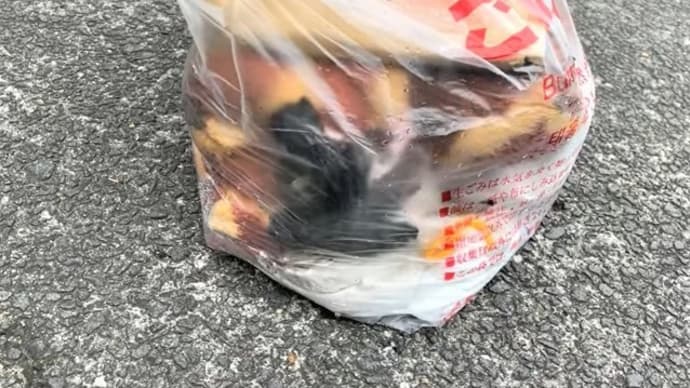 ゴミとして捨てられた子猫たち