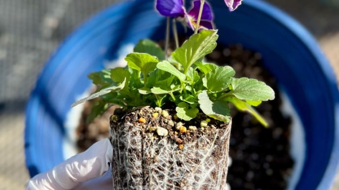 真冬に向かう1月の植え付けで気をつけること
