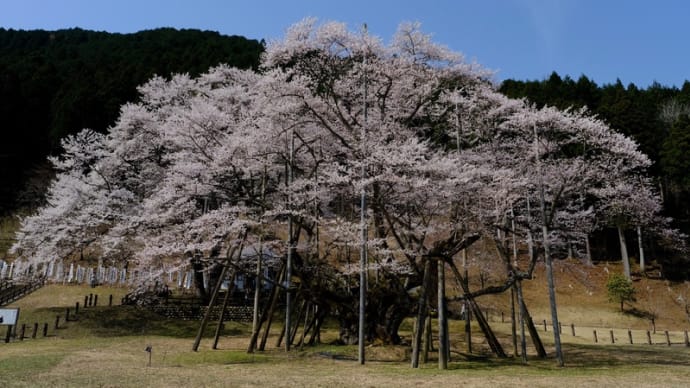 日本三大桜の根尾谷淡墨桜を訪ねました(前)