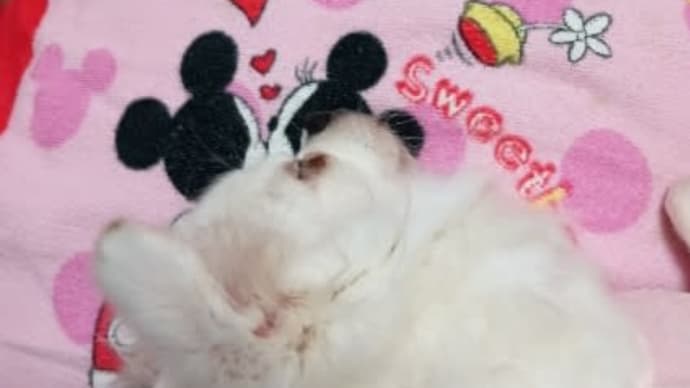 可愛いけど…