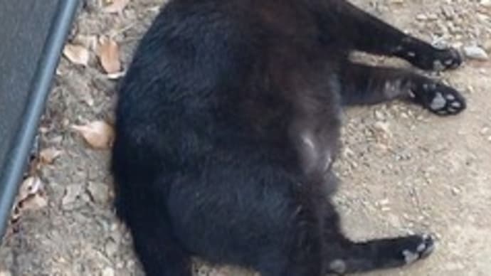 猫道の猫