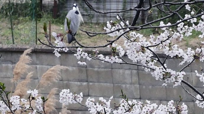 アオサギと サクラ