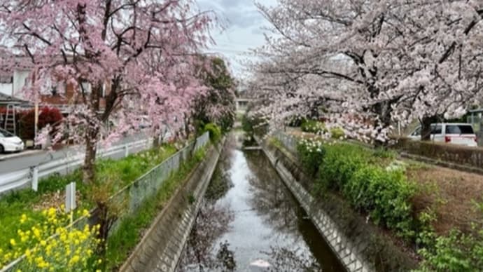 見沼代用水西縁~見沼氷川公園の桜